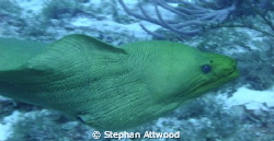 Free swimming green morey - got quite close to me. by Stephan Attwood 